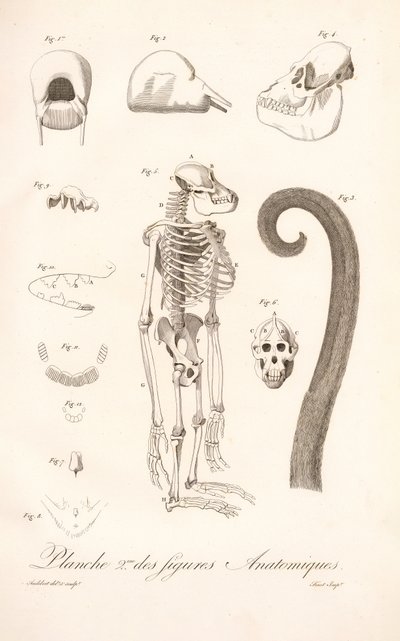 Comparative Primate Anatomy, Second Plate by Jean Baptiste Audebert