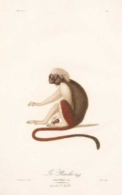 Cotton-top Tamarin by Jean Baptiste Audebert