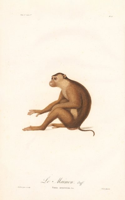 Pig-tailed Macaque by Jean Baptiste Audebert