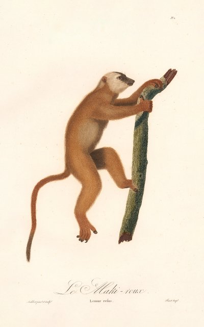 Red Lemur by Jean Baptiste Audebert