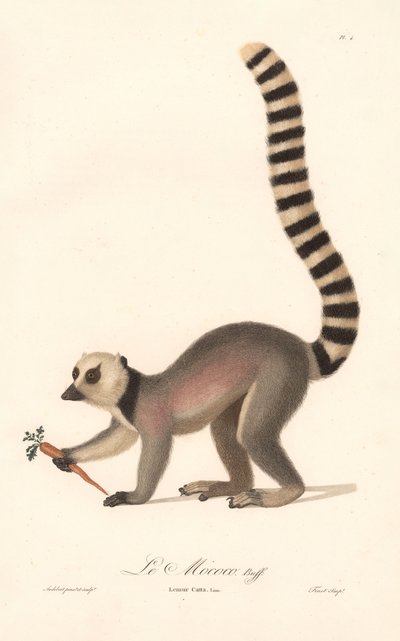 Ring-tailed Lemur by Jean Baptiste Audebert