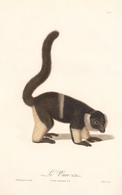 Ruffed Lemur Variety by Jean Baptiste Audebert
