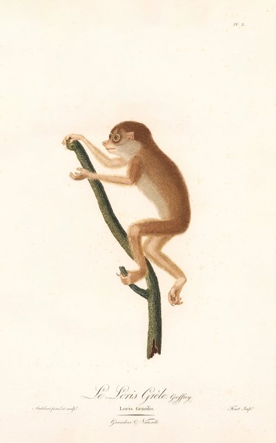 Slender Loris by Jean Baptiste Audebert