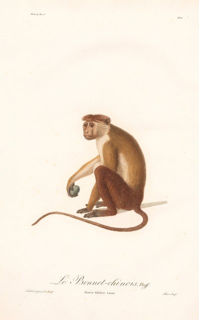 Toque Macaque by Jean Baptiste Audebert