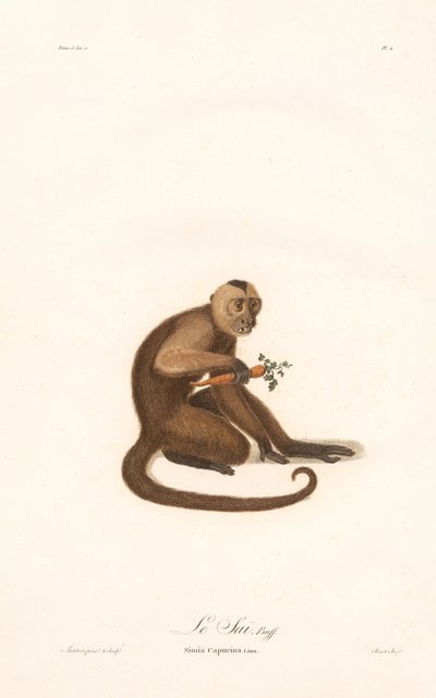 White-faced Capuchin by Jean Baptiste Audebert