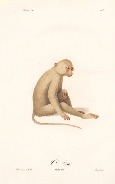 White-handed Gibbon by Jean Baptiste Audebert