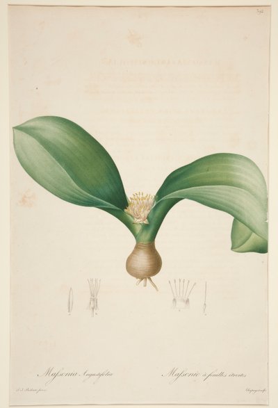 Massonia Angustifolia, Massonia with Narrow Leaves by Jean Baptiste Chapuy