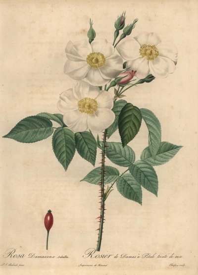 White Damask rose, Rosa x damascena by Jean Baptiste Chapuy