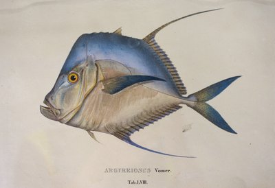 Argyreiosus Vomer by Jean Baptiste Debret