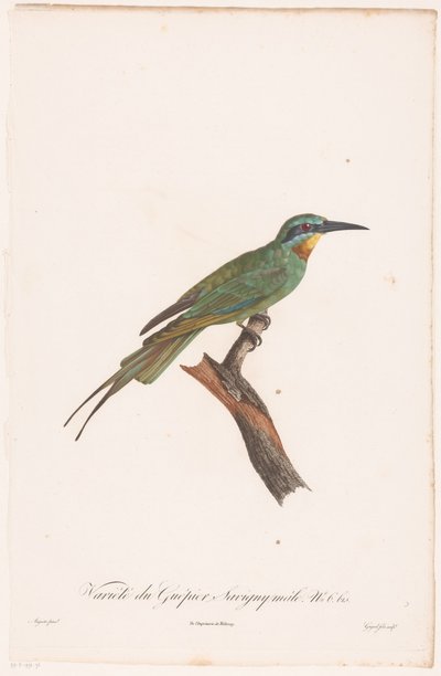 Male bee-eater on a branch by Jean Baptiste Guyard