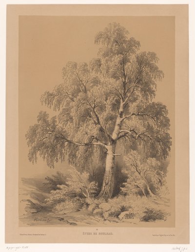 Study of a Birch by Jean Baptiste Louis Hubert