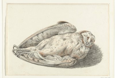 Dead Owl by Jean Bernard