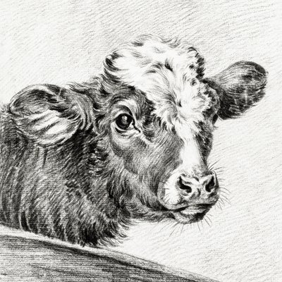 Head of a Cow by Jean Bernard