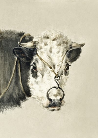 Head of a Cow, With a Ring Through the Nose by Jean Bernard