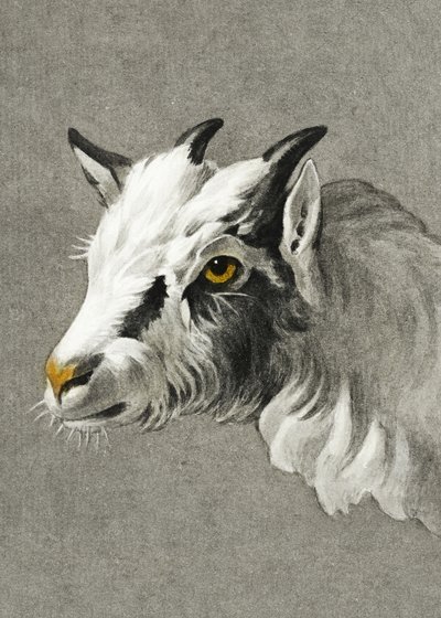 Head of a Goat (Portrait Mode) by Jean Bernard