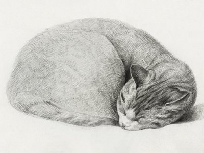 Rolled Up Lying, Sleeping Cat by Jean Bernard