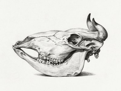 Skull of a Cow by Jean Bernard