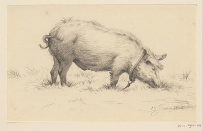 Standing Watering Pig, Facing Right, in the Grass by Jean Bernard