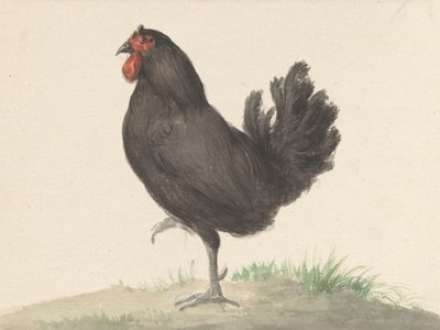 Standing Black Chicken by Jean Bernard