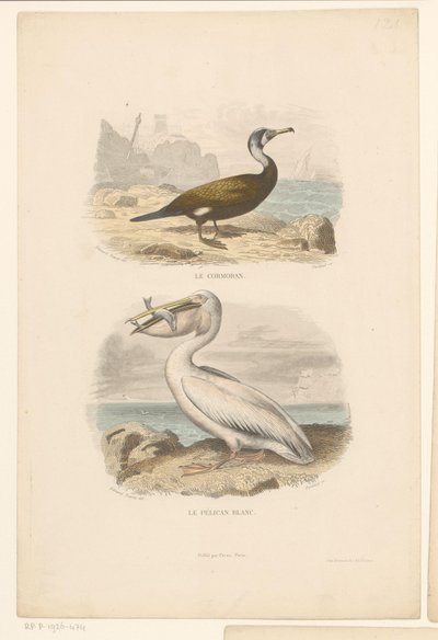 Cormorant and White Pelican by Jean Charles Pardinel