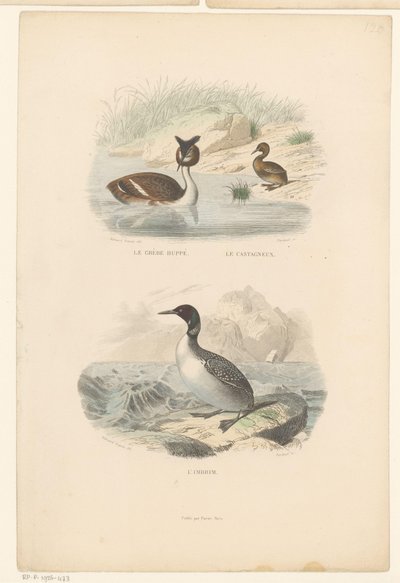 Great Crested Grebe, Little Grebe, and Loon from Le grèbe huppé, le castagneux, L