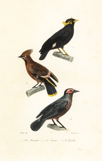 Hill myna, Bohemian waxwing and coleto by Jean Gabriel (after) Pretre
