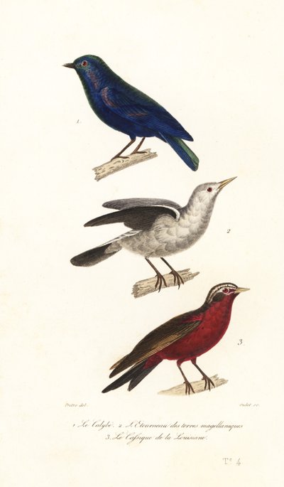 Manucode, Grey-Headed Starling and Long-Tailed Meadowlark by Jean Gabriel (after) Pretre