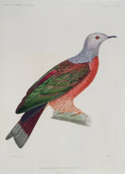 The Bleeding Heart Dove, Illustration from 