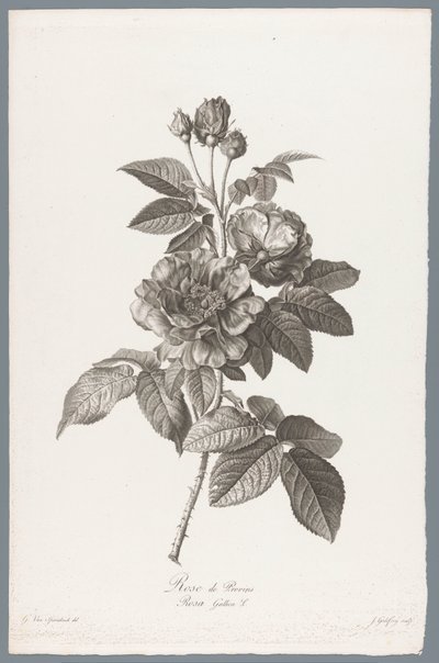 French Rose (Flowers Drawn from Nature) by Jean Godefroy