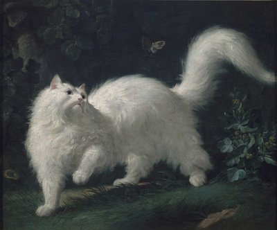 Angora Cat Chasing a Butterfly by Jean Jacques Bachelier