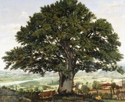 The Plain of Annecy-Chene the Veteran of the Alps by Jean Jacques Rousseau