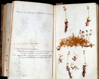 Pages of the Herbarium of Jean Jacques Rousseau by Jean Jacques Rousseau