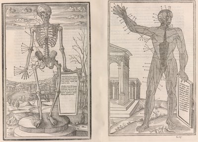 On the Dissection of the Parts of the Human Body, 1545 by Jean Jollat