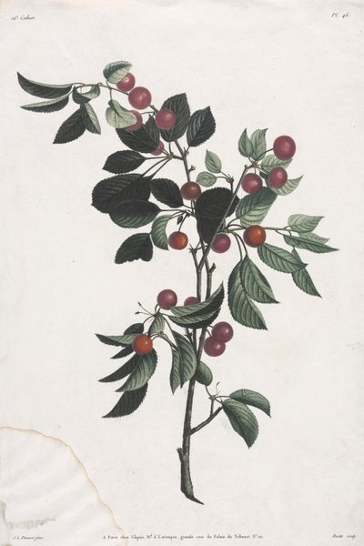 Collection of Flowers and Fruits: Branches of Early Cherries by Jean Louis Prevost