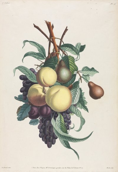 Collection of Flowers and Fruits: Branches of Rousselet, Peach, Plum, and Grape by Jean Louis Prevost