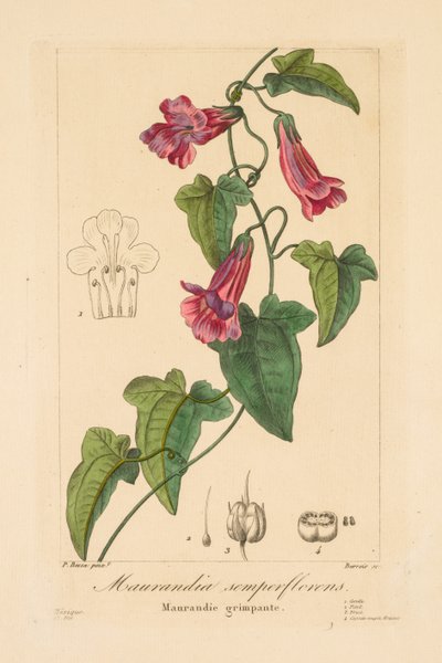 Flora of Gardeners, Amateurs and Manufacturers: Maurandia Semperflorens by Jean Pierre Frederic Barrois