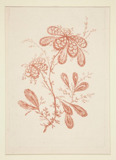 Untitled (Ideal Flowers), from a set of six by Jeanne Deny