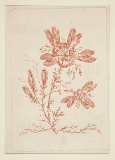 Untitled (Ideal Flowers), from a Set of Six by Jeanne Deny
