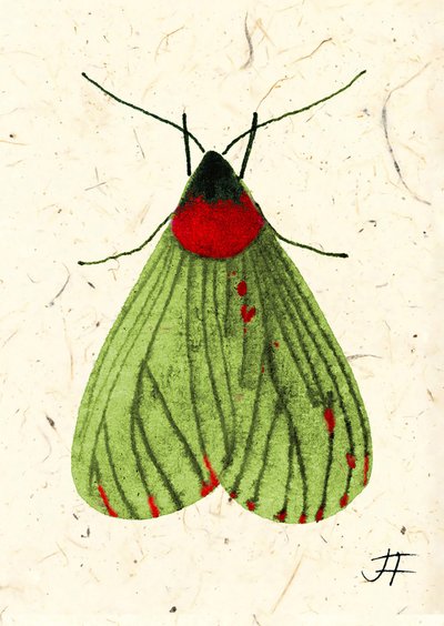 FlyMoth, 2024 by Jenny Frean