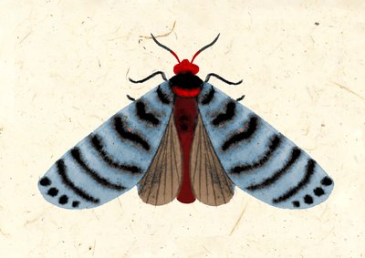 Striped Moth, 2024 by Jenny Frean