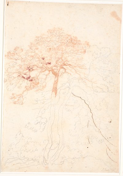 Study of two large pine trees by Jens Juel
