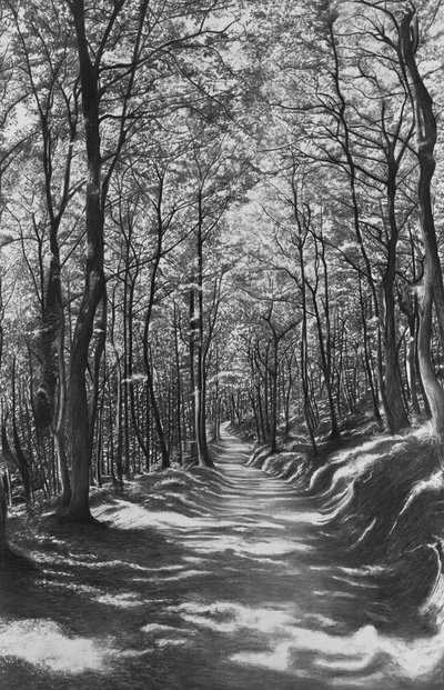 Tuscany, Beech Forest, 2024 by Jerome Glomaud