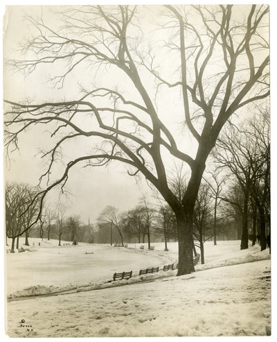 Boston Common & frog-pond, by tree, Boston, USA by Jessie Tarbox Beals