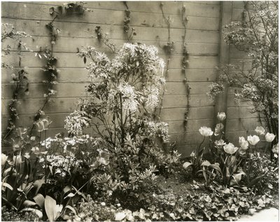 Mr & Mrs John Morgan, 39 W 11 St Center Andromeda plant, Greenwich Village, New York, USA, c.1939-40 by Jessie Tarbox Beals