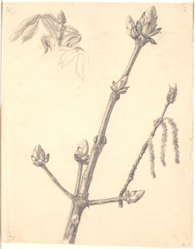 Study of Chestnut Branch and Detail Study of Its Bud by Joakim Frederik Skovgaard
