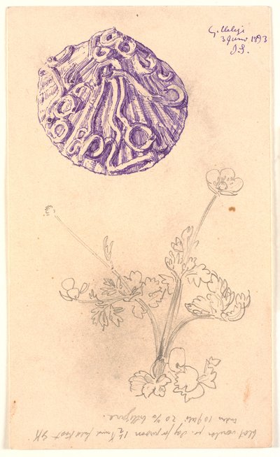 Study of a Seashell and a Plant by Joakim Frederik Skovgaard
