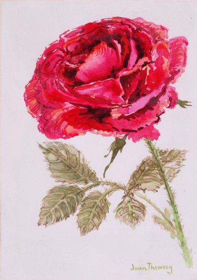 A Red Rose by Joan Thewsey