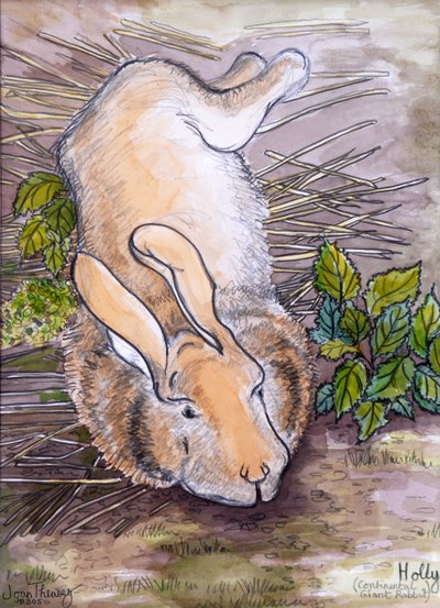 Holly, the Giant Continental Rabbit by Joan Thewsey