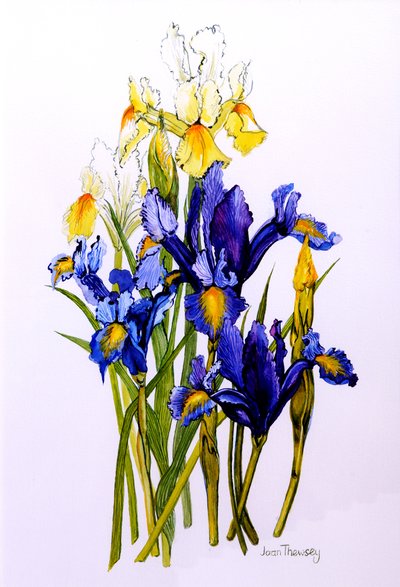 Three Purple and Two Yellow Iris with Buds by Joan Thewsey