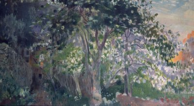 The Grey Tree, Sa Calobra, Mallorca by Joaquim Mir i Trinxet